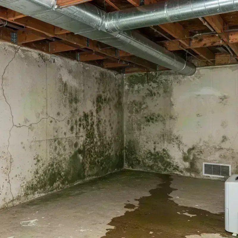 Professional Mold Removal in Morton Grove, IL